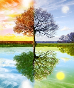 4_Seasons_tree