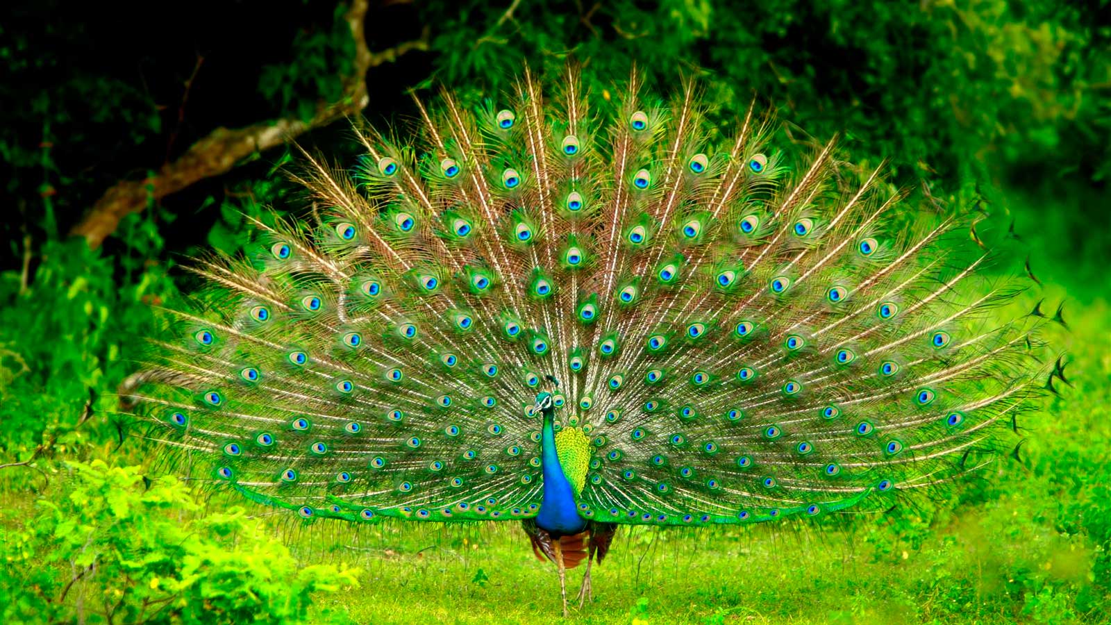 Bird Watching - Sri Lanka Tours Agent | Sri Lanka Tour Operator ...